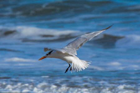 Bird Flying Over the Oceanの写真素材