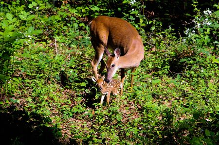 Newborn and Mother Deerの写真素材