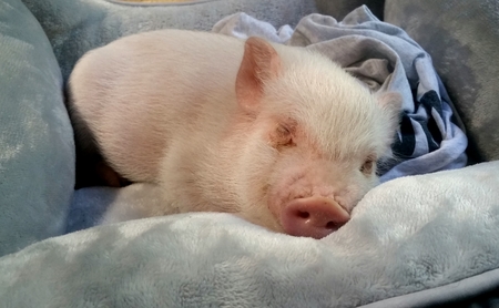 Baby Pig Sleepingの写真素材