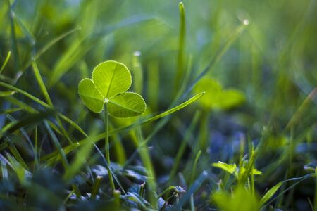 green clover closeup の写真素材