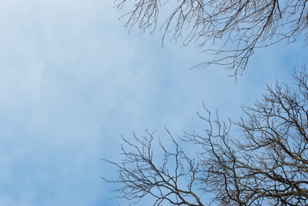 Dead tree branches against blue skyの写真素材