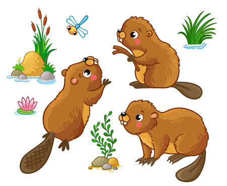 Vector set with isolated beavers in different poses. Cute animals in cartoon style.のイラスト素材
