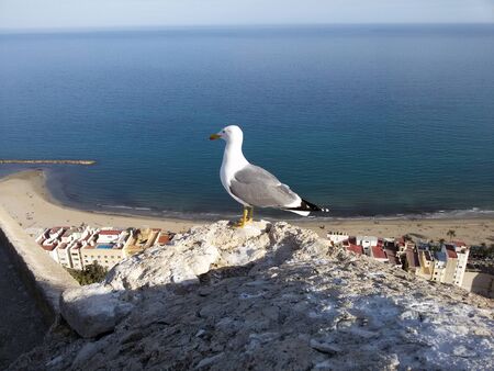Bird in the horizon of sea view in Alicanteの写真素材