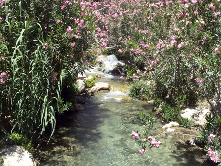 Blooming nature close to water, Spainの写真素材