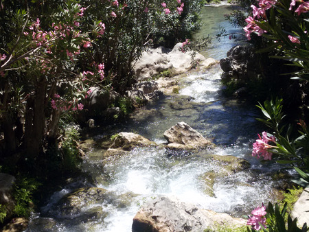 Blooming flowers close to river, Spainの写真素材