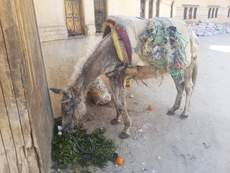 Eating old donkey in Fez, Morocco 2015の写真素材