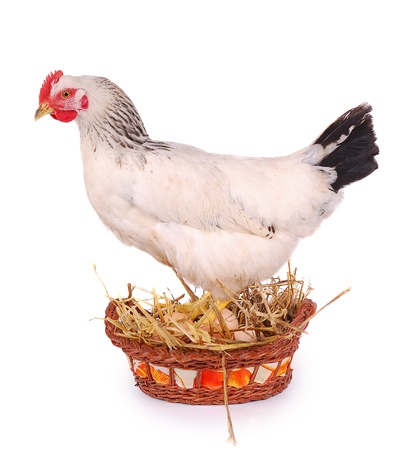 White hen in basket with eggs, isolated on white.の写真素材