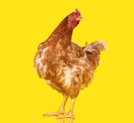 Chicken posing on yellow background isolated, one closeup animalの写真素材