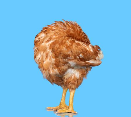 Chicken on blue background isolated, hiding the head under the wing, one closeup animalの写真素材