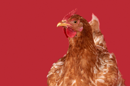 Chicken on red background, isolated object, one closeup animalの写真素材