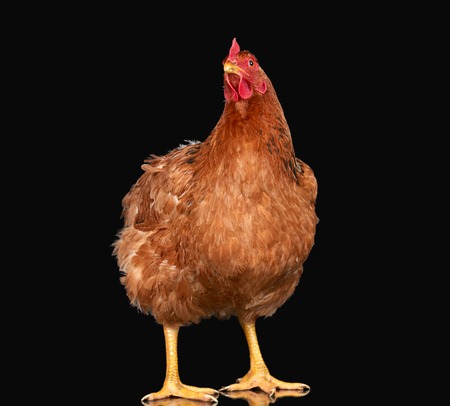 Chicken on black background isolated, one closeup animalの写真素材