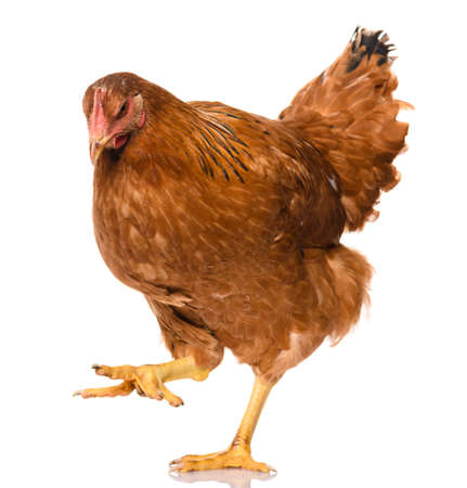 one brown walking chicken isolated on white background, studio shoot