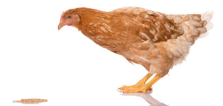 one brown chicken pecking grains, isolated on white background, studio shootの写真素材