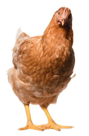 one brown chicken isolated on white background, studio shootの写真素材