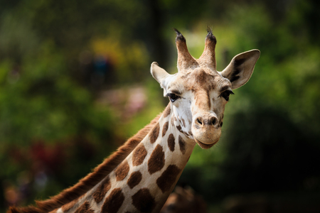 A closeup of giraffe looking straight into the cameraの写真素材