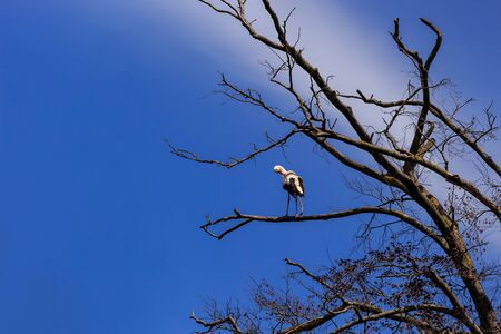 White stork sitting on a tree under a blue sky. Planckendael, Mechelen, Flanders, Belgiumの写真素材