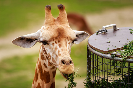 Giraffe eating in a zoo, looking at camera. Planckendael zoo, Mechelen, Flanders, Belgiumの写真素材