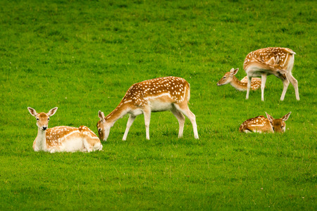 Young fallow deer calves (cervus dama / dama dama) in a green meadow in summerの写真素材