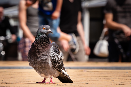 Portrait of a pigeon posing in a crowded neighbourhood in summerの写真素材