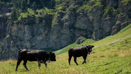 Two black cows on a green pasture high up in the Swiss Alps. Val d'Anniviers, Valais, Switzerlandの写真素材