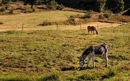 Grey donkey and brown ponny grazing on pasture on sunny day in summer in swiss Alpine village Zinal, Valais, Switzerlandの写真素材