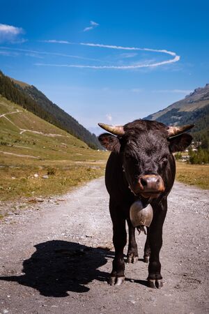 Portrait of black Herens calf with traditional swiss bell standing up looking straight into the camera near swiss alpine village Zinal. Anniviers, Valais, Switzerlandの写真素材