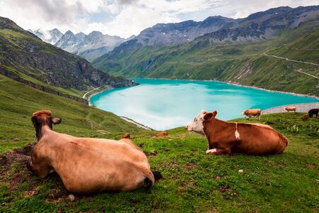 Two cows lying down on alpine pasture in the Pennine Alps near the reservoir Lac de Moiry. Grimentz, Anniviers, Valais, Switzerland, Europeの写真素材