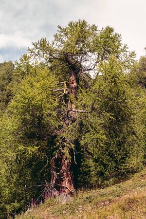 European Larch at the edge of a forest in the Pennine Alps in summer. Saint-Luc, Valais, Switzerlandの写真素材