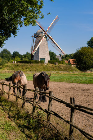 Genk, Flanders, Belgium - AUGUST 30 2019 : rural flemish landscape with 2 horses, a wooden fence and an old traditional windmill in the open air museum Bokrijk near Hasseltのeditorial素材