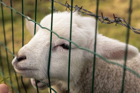 Close up portrait of a cute lamb, few days old, behind a fenceの写真素材