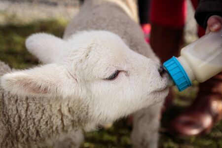 Small baby lamb is being fed from milk in a bottleの写真素材