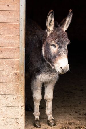 Portrait of a donkey standing in the doorway of the stableの写真素材