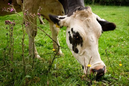 Close up portrait of one single white and black Holstein Friesian cow grazing on a fresh green meadowの写真素材