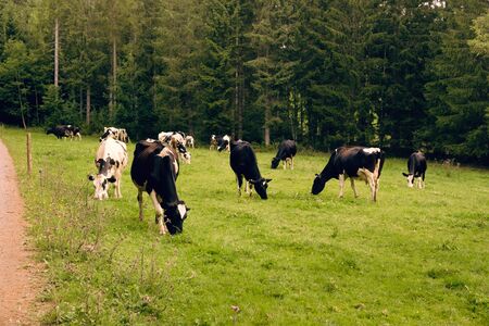 Holstein Friesian cows grazing on a fresh green pasture; line of pine trees in the background