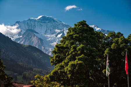 Landscape image with some trees with green foliage and the famous snow capped Jungfrau mountain in the background, seen from Wengen in canton Bern, Switzerland on bright summer day.の写真素材