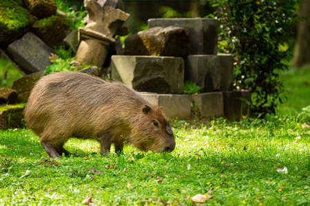 A capybara (Hydrochoerus hydrochaeris) on a fresh green grassfieldの写真素材