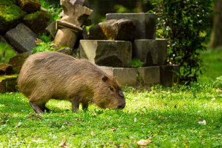 A capybara (Hydrochoerus hydrochaeris) on a fresh green grassfieldの素材 [FY310153937922]