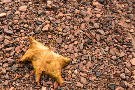 Single yellow brown withered leaf fallen on red pebbles stonesの写真素材