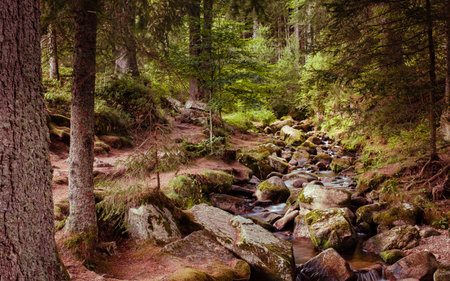 Small stream cascades between mossy stones in the Black Forest in Menzenschwand near Feldberg. Baden-WÃ¼rttemberg, Germanyの写真素材