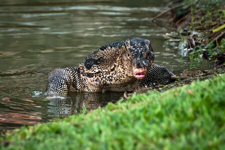 monitor lizzard emerging from water in Lumpini Parkの写真素材