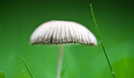 Mushroom on green backgroundの写真素材