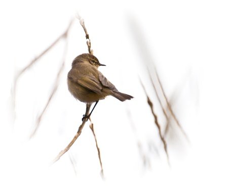 Little bird on branchの写真素材