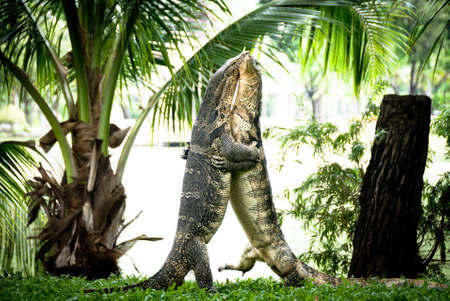 Monitor lizzards in Lumpini Park Bangkokの写真素材
