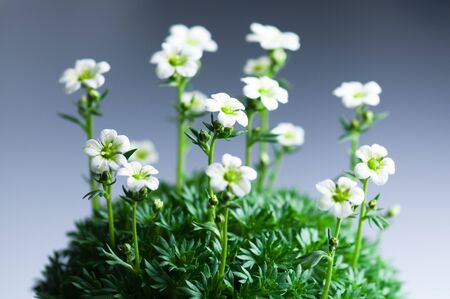 flowers on a gradient blue backgroundの写真素材