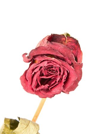 faded rose isolated on white backgroundの写真素材