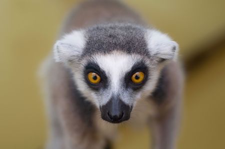 lemur portraitの写真素材