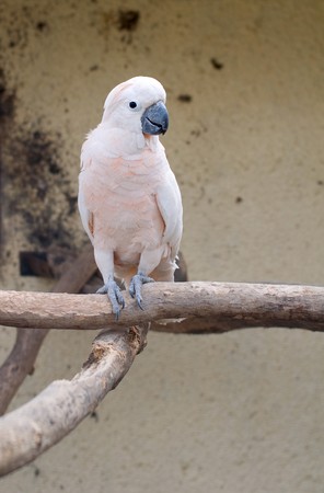 CACATUA MOLUCCENSISの写真素材