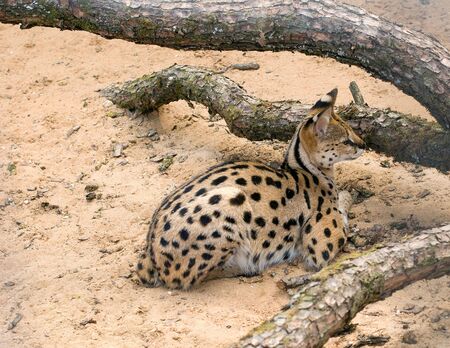 servalの写真素材