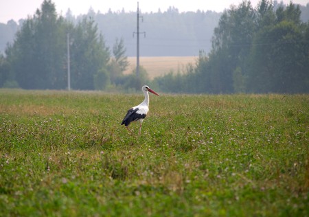 White stork on a meadow の写真素材