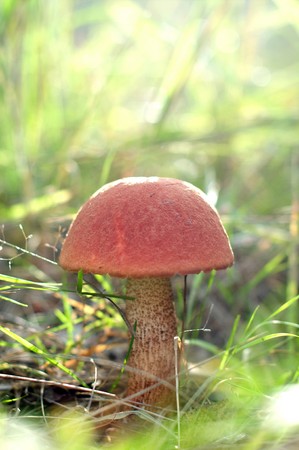 mushrooms. Shooting with backlit